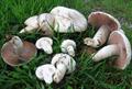 قارچ خوراکی معمولی 